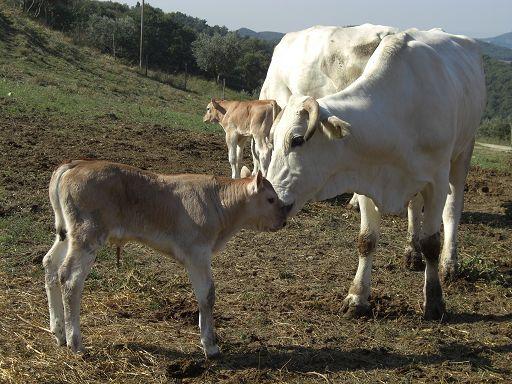 Altri due casi sospetti di dermatite nodulare bovina in Sardegna