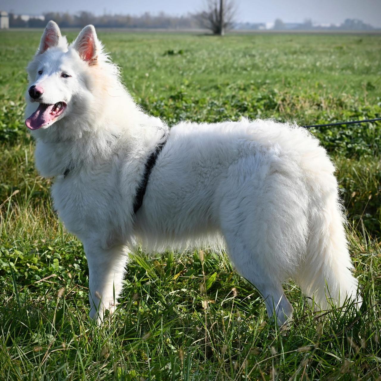 Tsunami non sente ma sa amare come nessuno