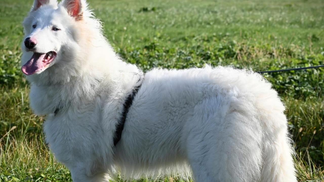 Tsunami non sente ma sa amare come nessuno