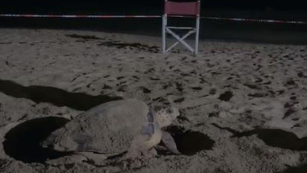 San Vincenzo, doppio miracolo della natura: due nidi di tartaruga Caretta Caretta in 48 ore