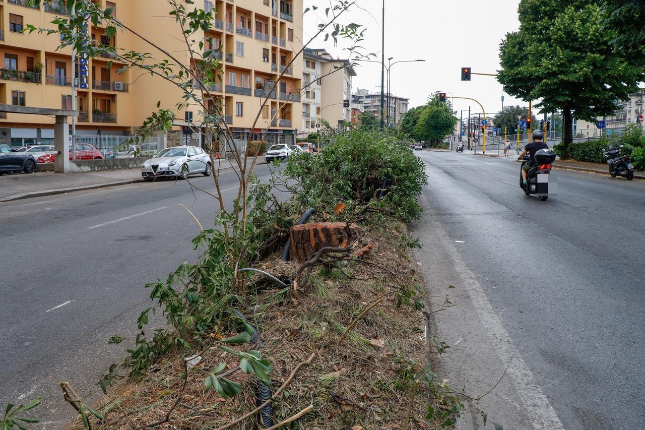 Addio ai pini di viale Redi: Firenze cambia uno dei suoi skyline, non senza rimpianti