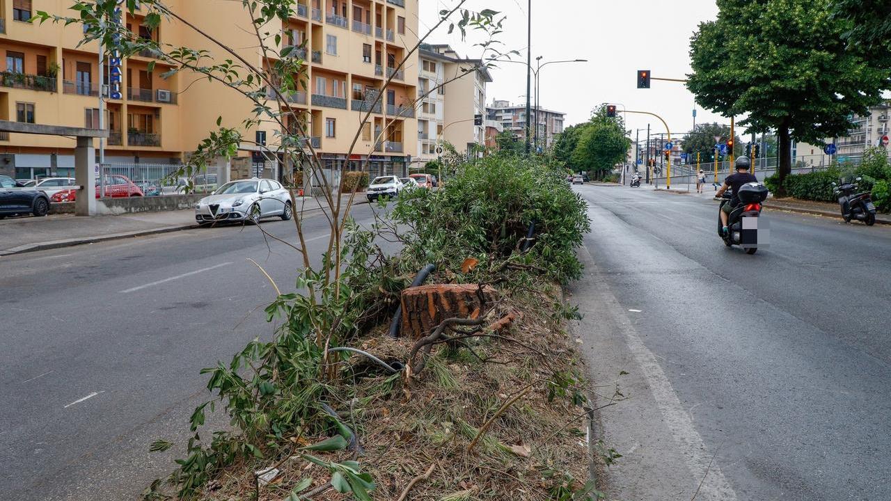Addio ai pini di viale Redi: Firenze cambia uno dei suoi skyline, non senza rimpianti