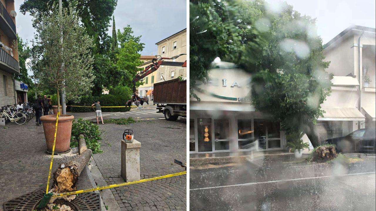 Gli alberi caduti a Pontedera e Ponsacco