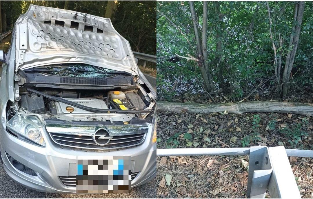 Ramo si stacca e centra l’auto in corsa. Spavento sulla Rossonia verso Ferrara