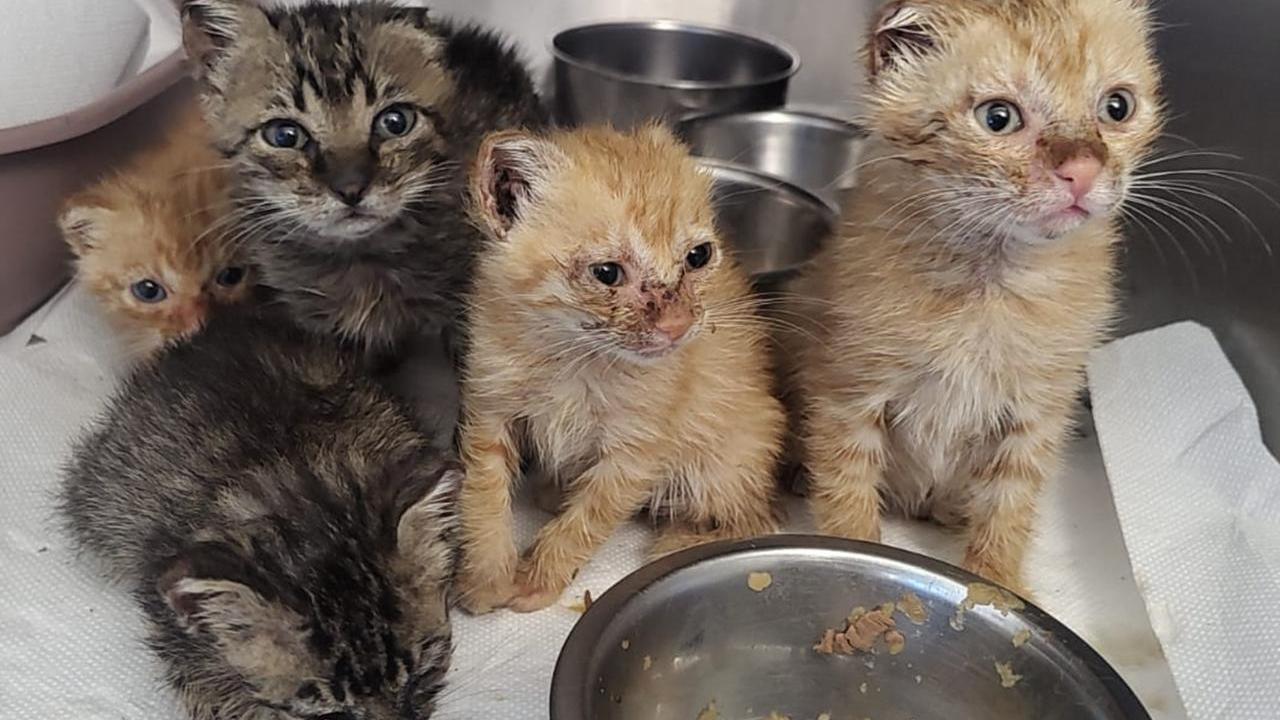 Cinque gattini con le orecchie tagliate trovati accanto alla madre morta: possono essere adottati