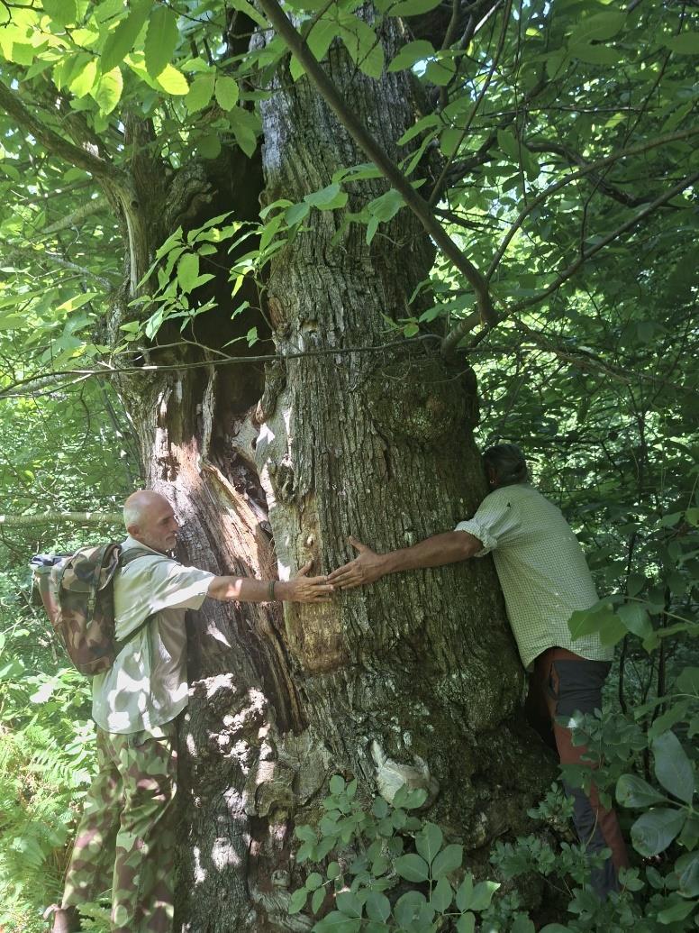 Villa Minozzo, trovati castagneti ultrasecolari: indagano genetisti e archeologi