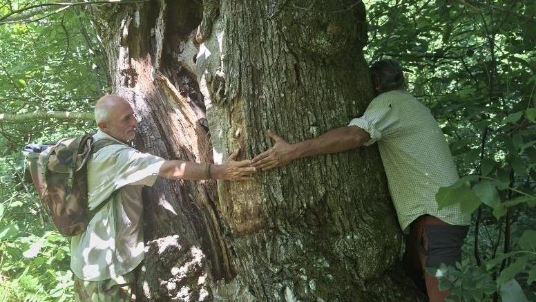 Villa Minozzo, trovati castagneti ultrasecolari: indagano genetisti e archeologi