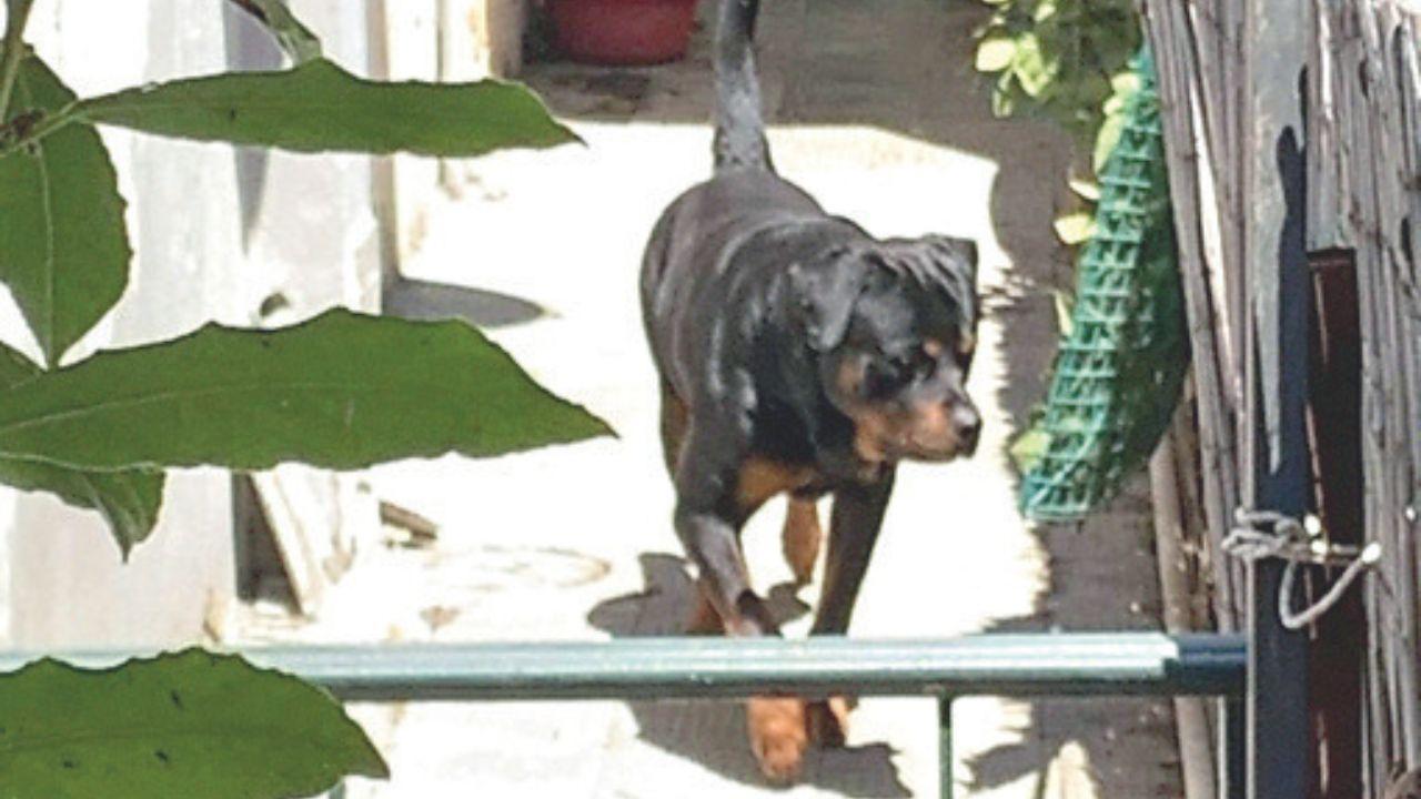 
	Il rottweiler di grossa taglia

