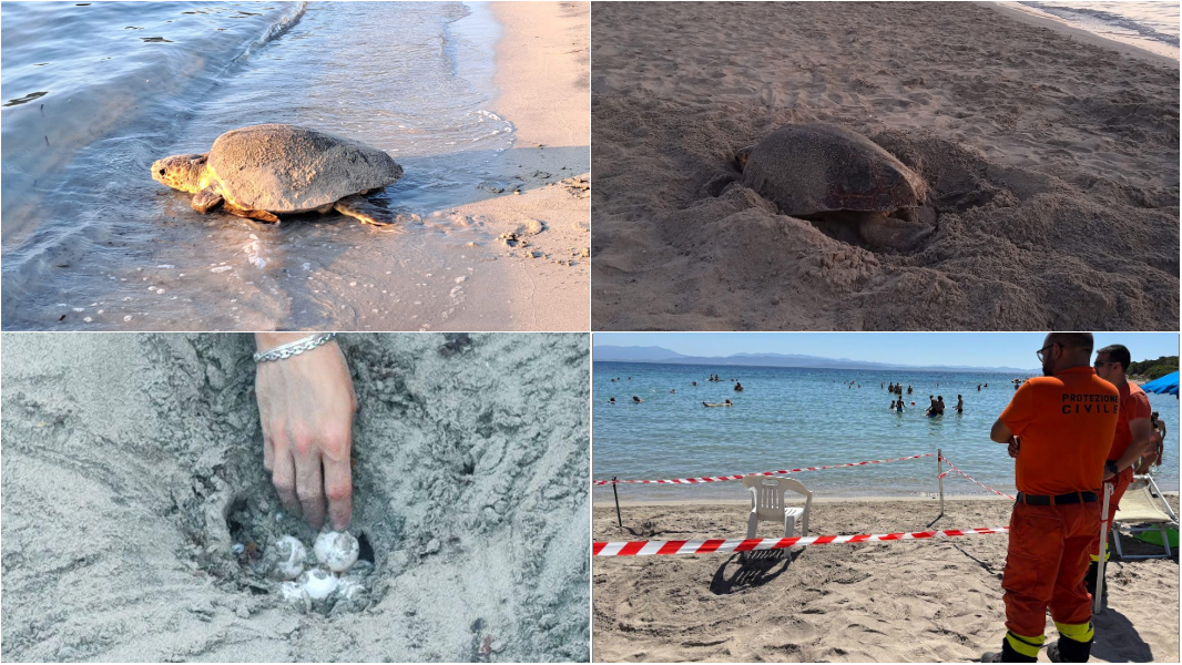 Una Caretta Caretta sorpresa mentre depone le uova all’alba: ecco le emozionanti immagini