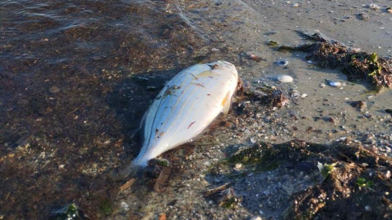 
	Un pesce trovato morto

