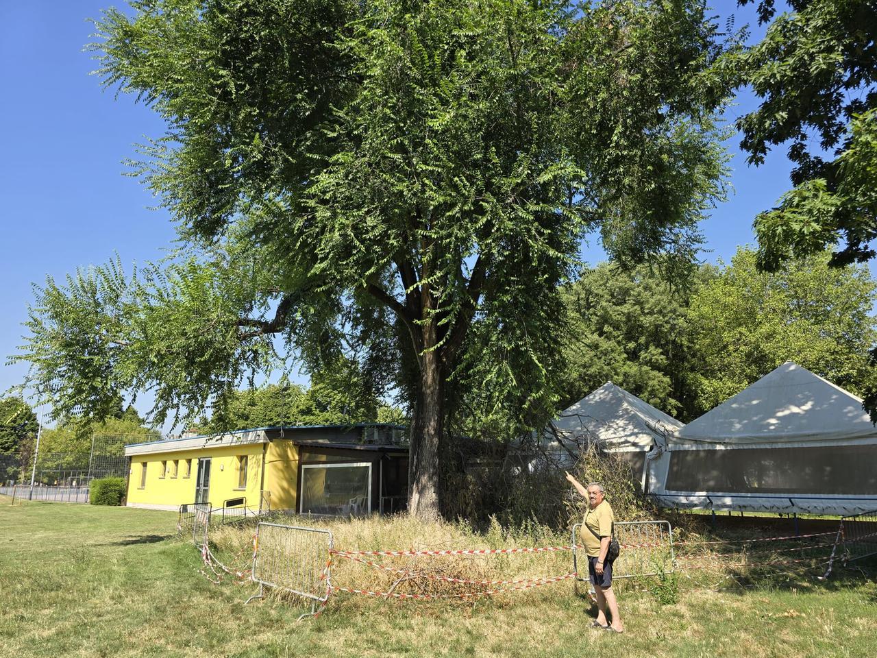 Scandiano, al via un progetto per salvare l’olmo secolare del Bisamar