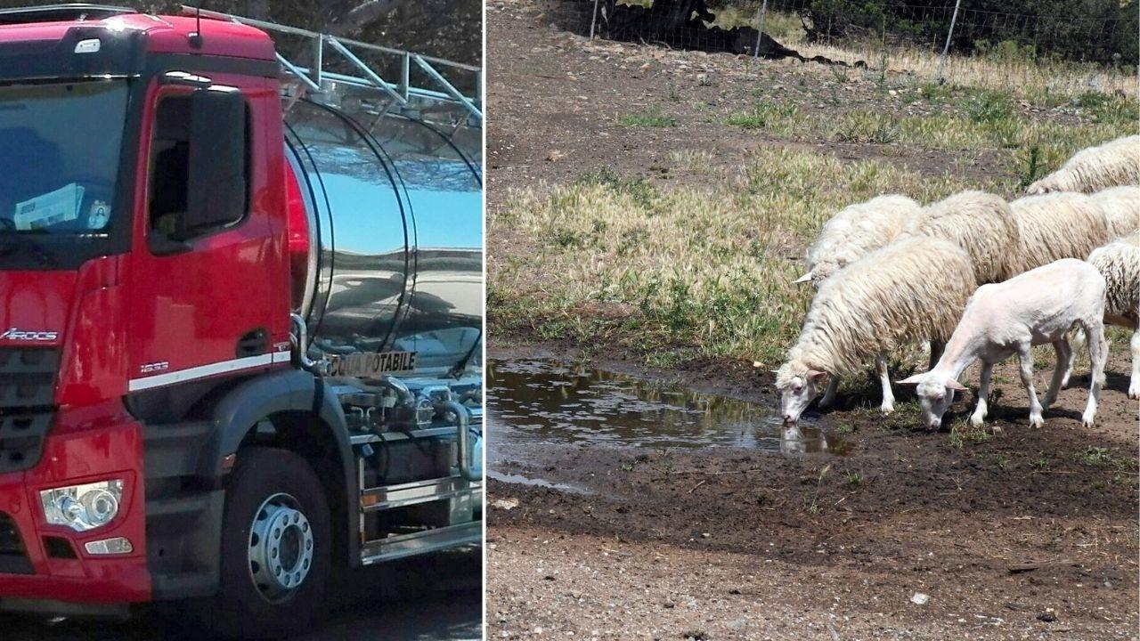 Siccità nella Nurra, Sassari e Porto Torres mobilitano le autobotti per il bestiame senz’acqua