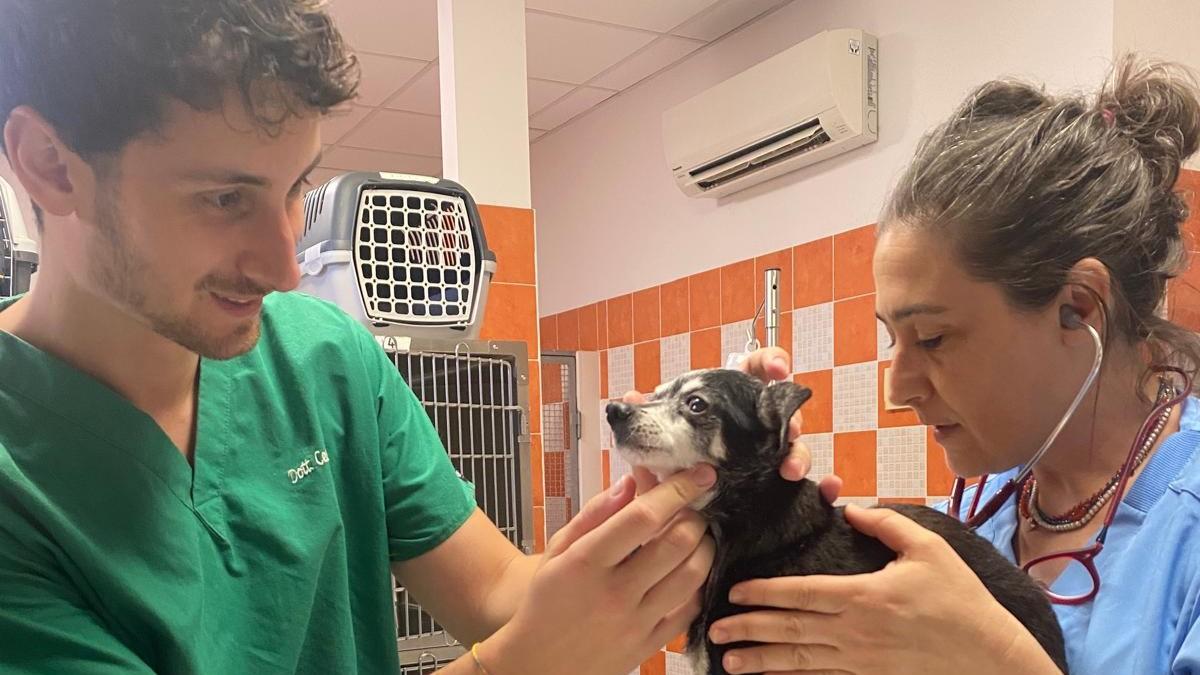 Sassari, la Clinica chiude nelle notti del fine settimana: cani e gatti senza assistenza
