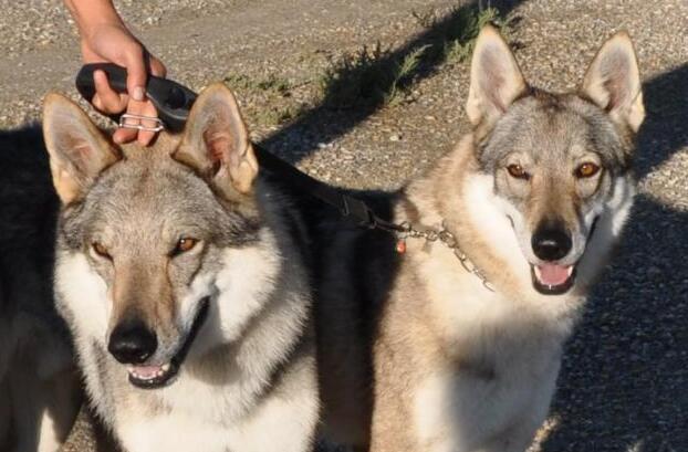 
	Due cani lupo cecoslovacchi (foto d'archivio)

