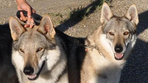 Due cani lupo cecoslovacchi (foto d'archivio)