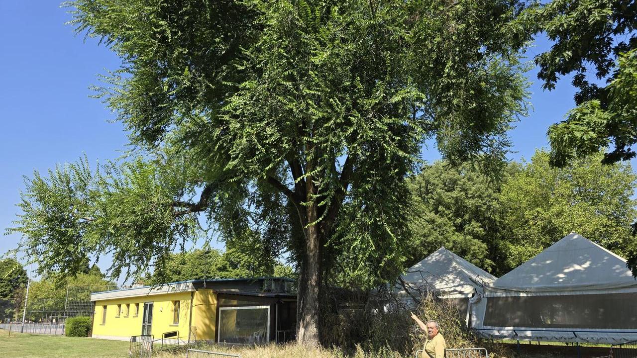 «Salviamo l’olmo secolare del parco Bisamar»