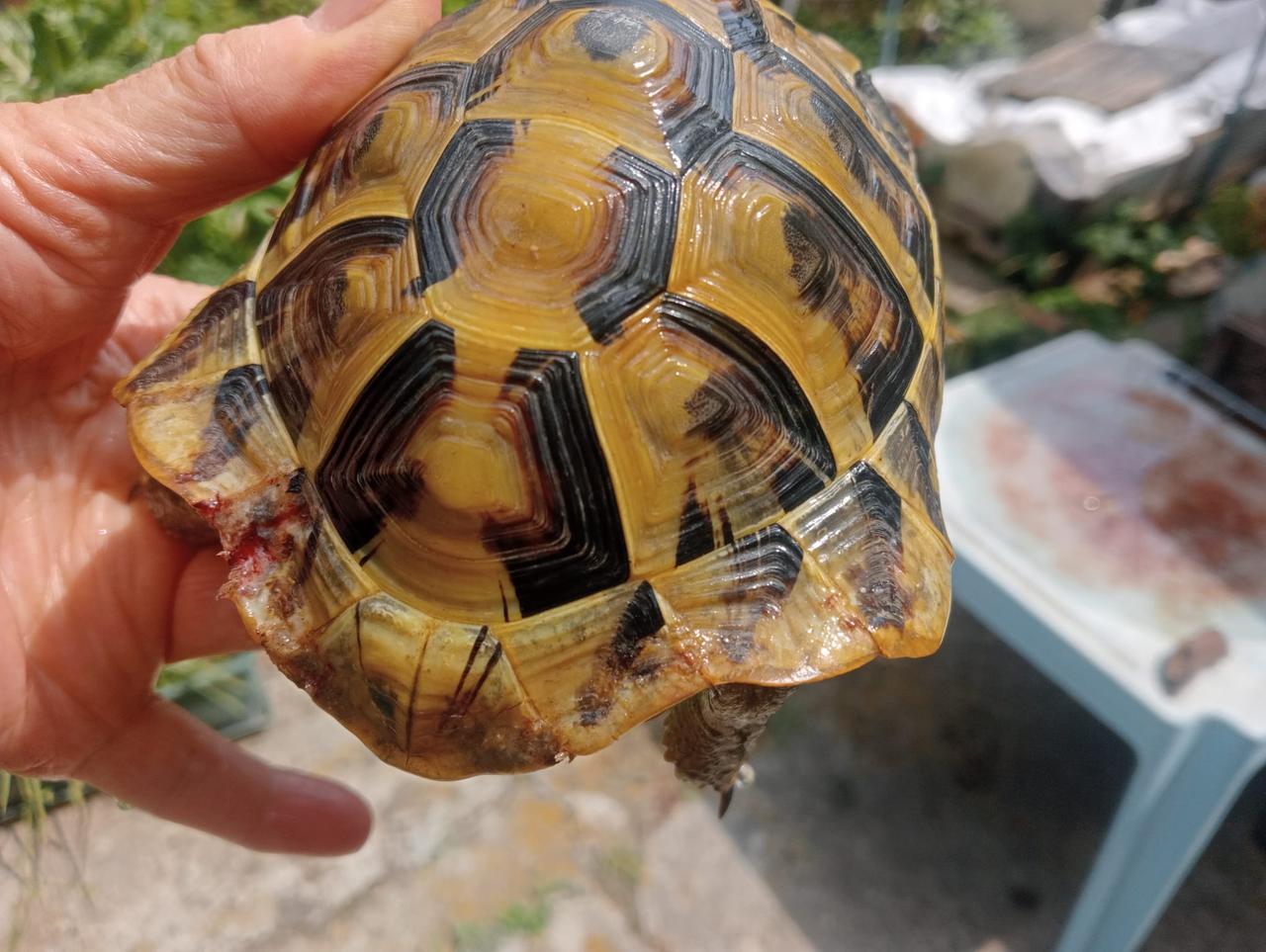 Reggio Emilia, topi infestano i quartieri Roncina e Orologio: «Hanno morsicato la nostra tartaruga»