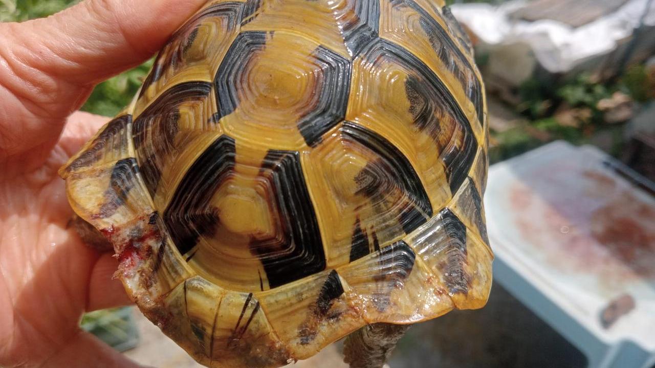 Reggio Emilia, topi infestano i quartieri Roncina e Orologio: «Hanno morsicato la nostra tartaruga»