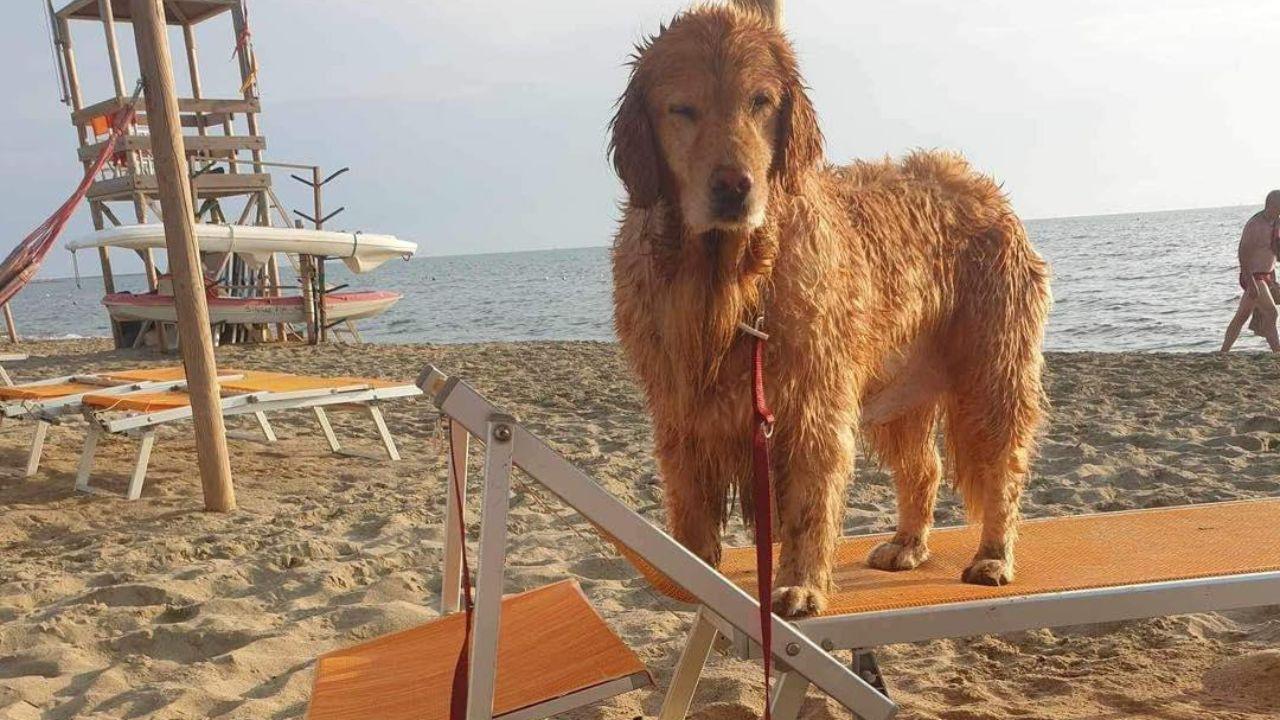 
	La spiaggia per cani a Calambrone


