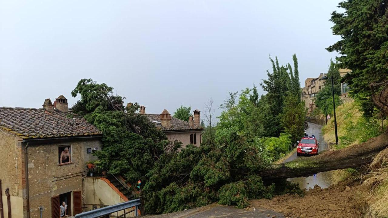 L'albero caduto su un'abitazione a San Gimignano (foto Facebook / Andrea Marrucci Sindaco)