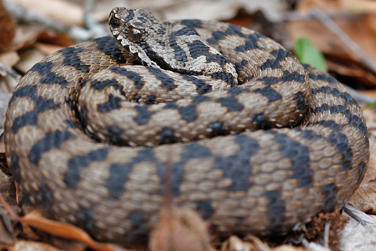 VIPERA SERPENTE 