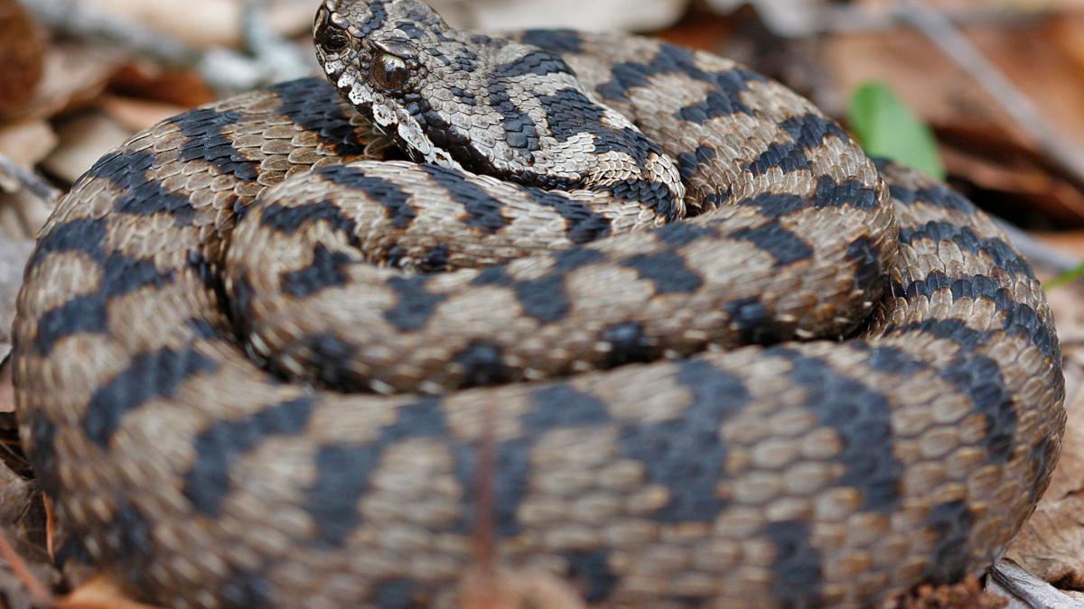 VIPERA SERPENTE