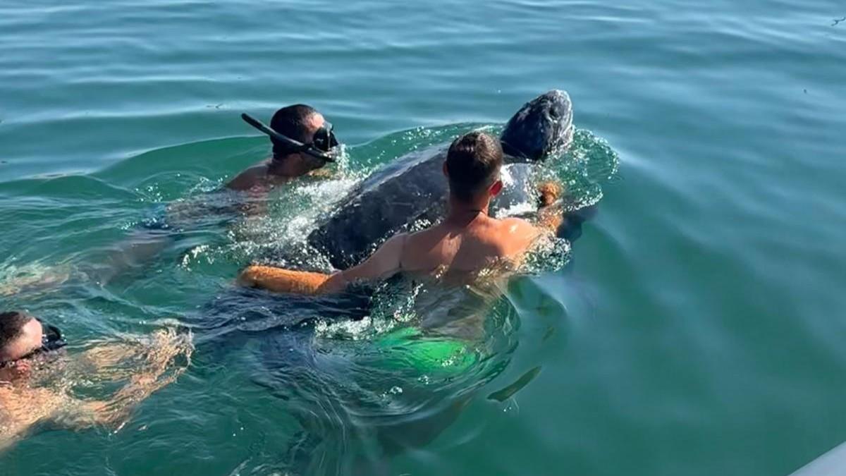 Un raro esemplare di tartaruga liuto avvistato in porto