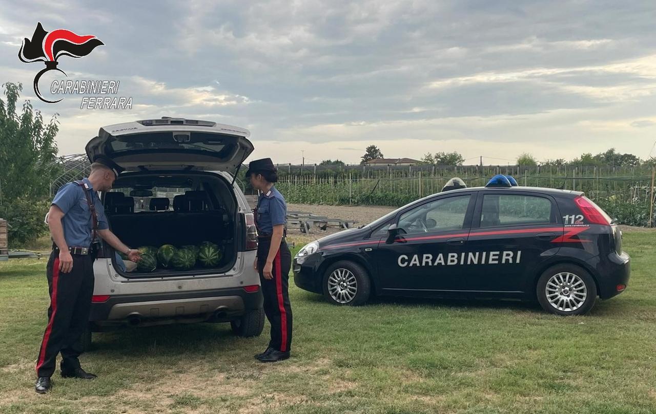 Sorpresi a rubare angurie a Coccanile, arrestati due uomini