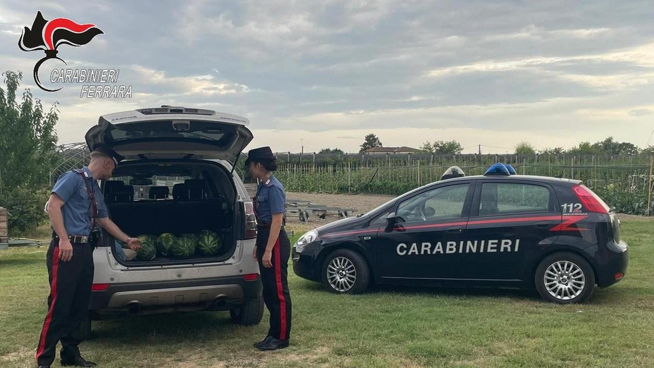 Sorpresi a rubare angurie a Coccanile, arrestati due uomini