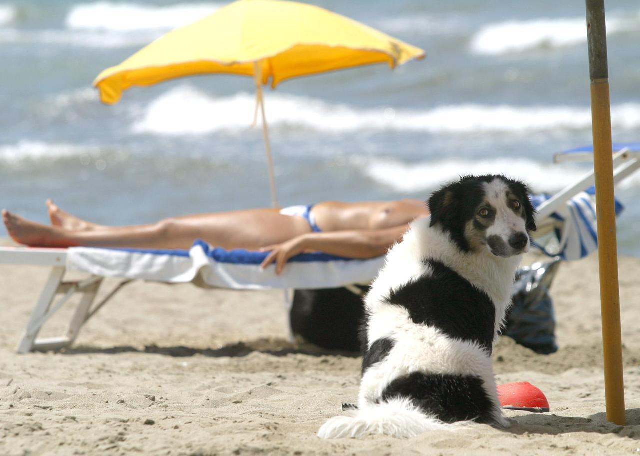 
	Sempre pi&ugrave; persone portano il proprio cane o il proprio gatto in vacanza

