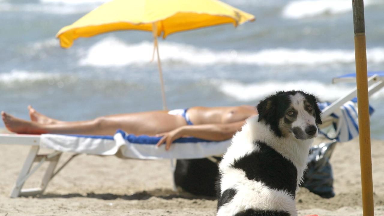 Sempre più persone portano il proprio cane o il proprio gatto in vacanza