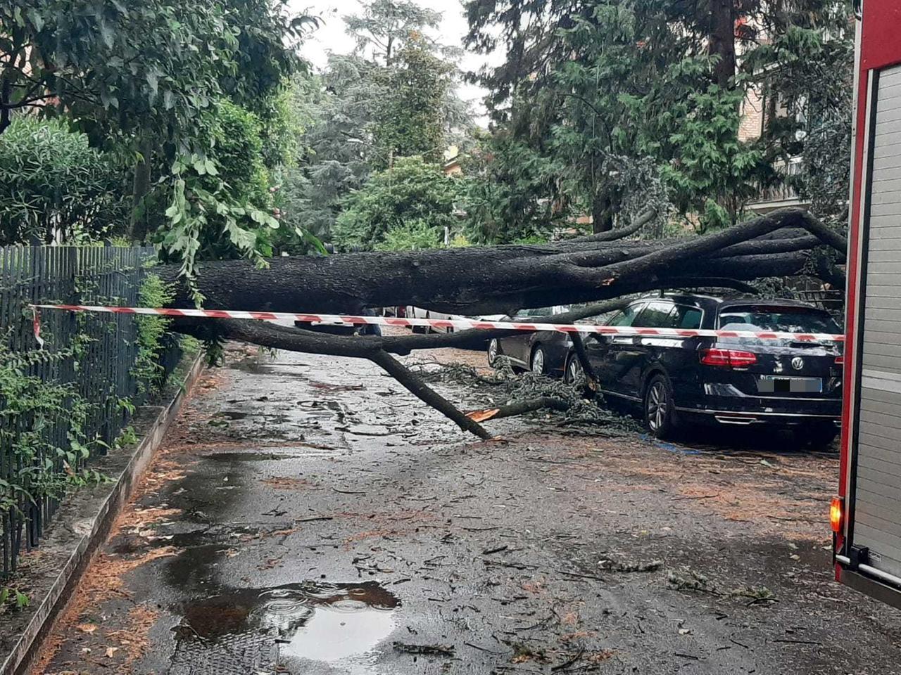 Maltempo, un nubifragio colpisce Reggio: diversi gli alberi caduti in città