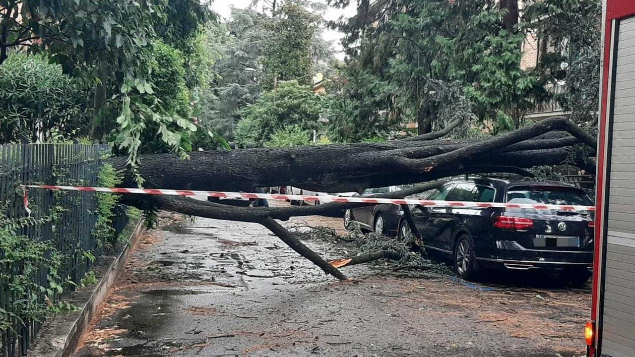 Maltempo, un nubifragio colpisce Reggio: diversi gli alberi caduti in città