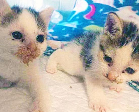 «Da mesi abbandonano gattini vicino a un negozio di animali»