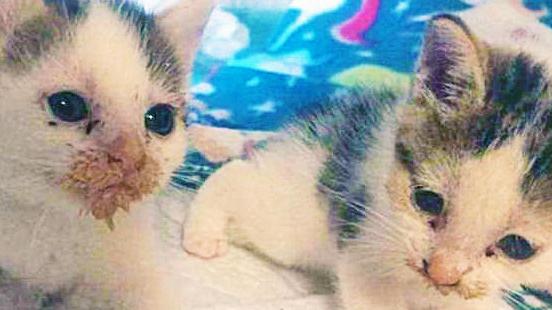 «Da mesi abbandonano gattini vicino a un negozio di animali»