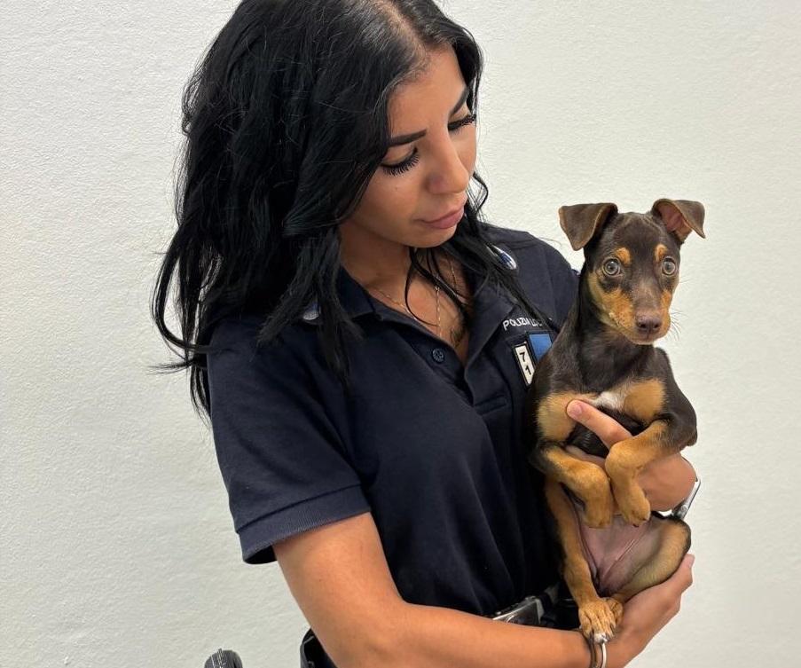 Cagnolina abbandonata a Poggio Renatico. Polizia locale sulle tracce del colpevole