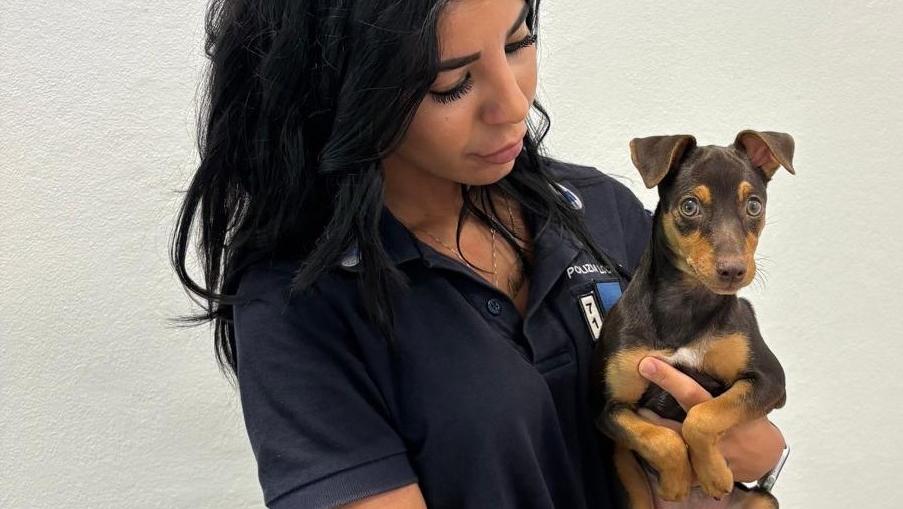 Cagnolina abbandonata a Poggio Renatico. Polizia locale sulle tracce del colpevole