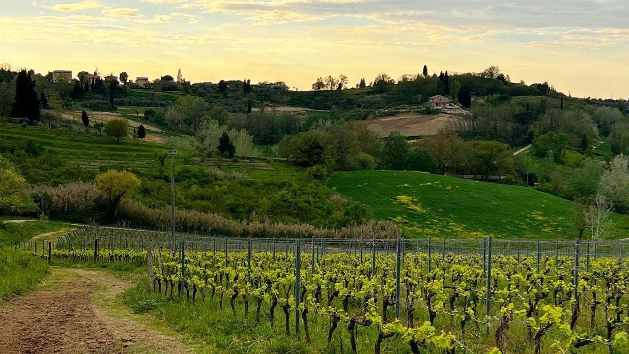 
	I vigneti di Terricciola (Foto: Comune di Terricciola)

