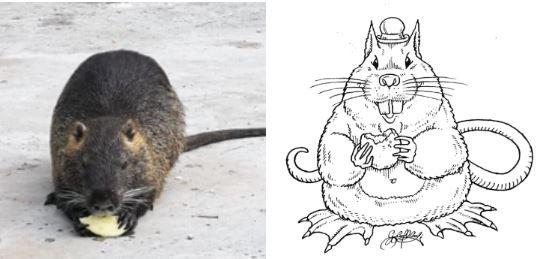 Osvaldo superstar, tutti ora vogliono conoscere la nutria dell’autolavaggio Olimpia e dargli da mangiare