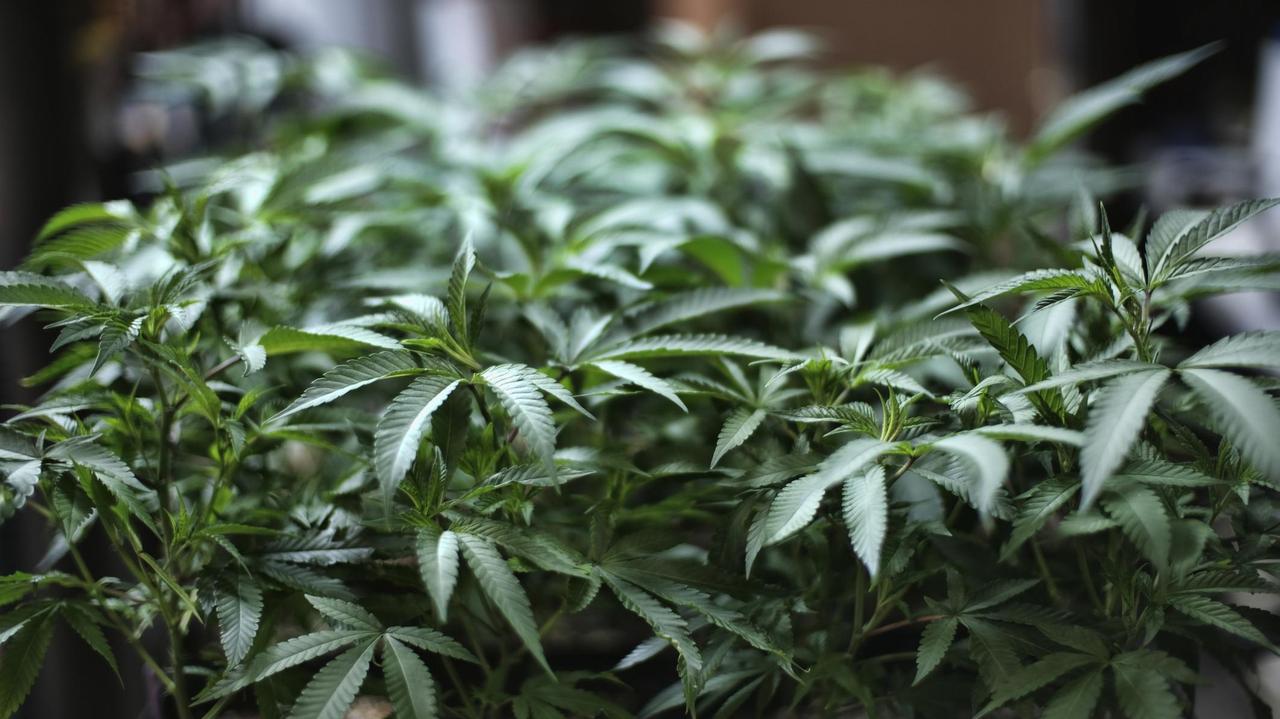 Alcune piante di cannabis (foto d'archivio)