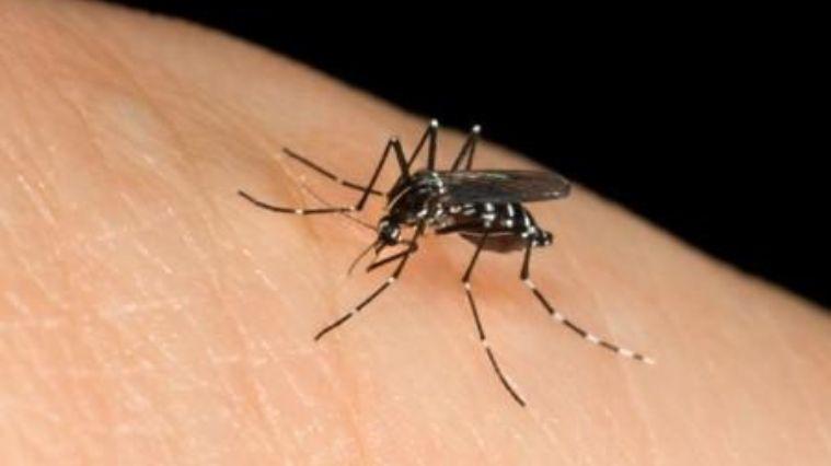 Oristano, un pesce predatore di larve contro il virus West Nile