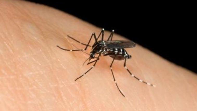 Oristano, un pesce predatore di larve contro il virus West Nile