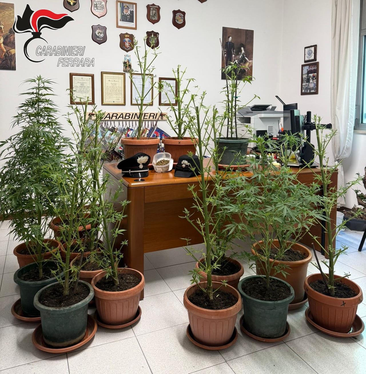 Lite tra vicini a Pontelagoscuro, i carabinieri arrivano e trovano una serra di marijuana