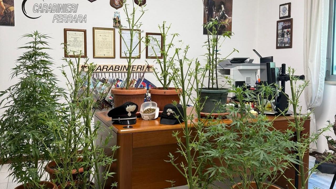Lite tra vicini a Pontelagoscuro, i carabinieri arrivano e trovano una serra di marijuana