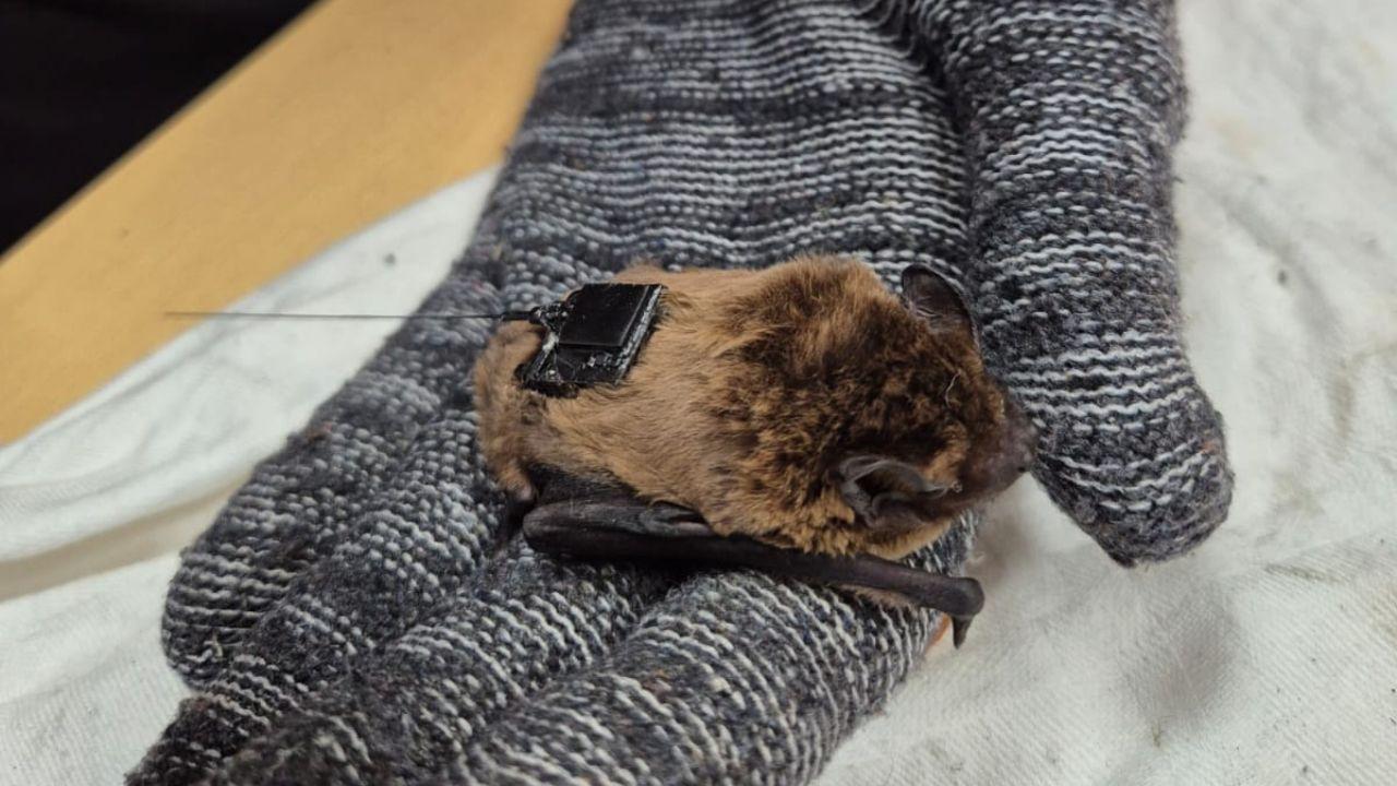 
	Ugo, il pipistrello che vola con un localizzatore gps

