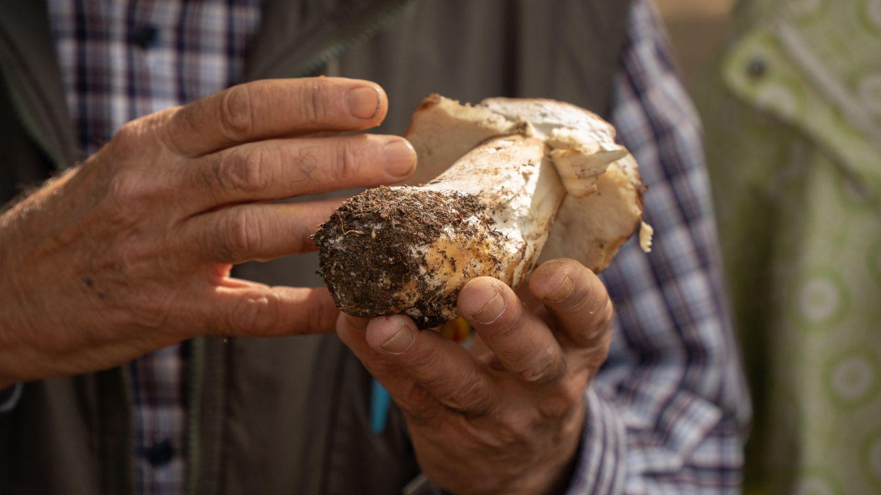 Funghi: attenzione alle regole