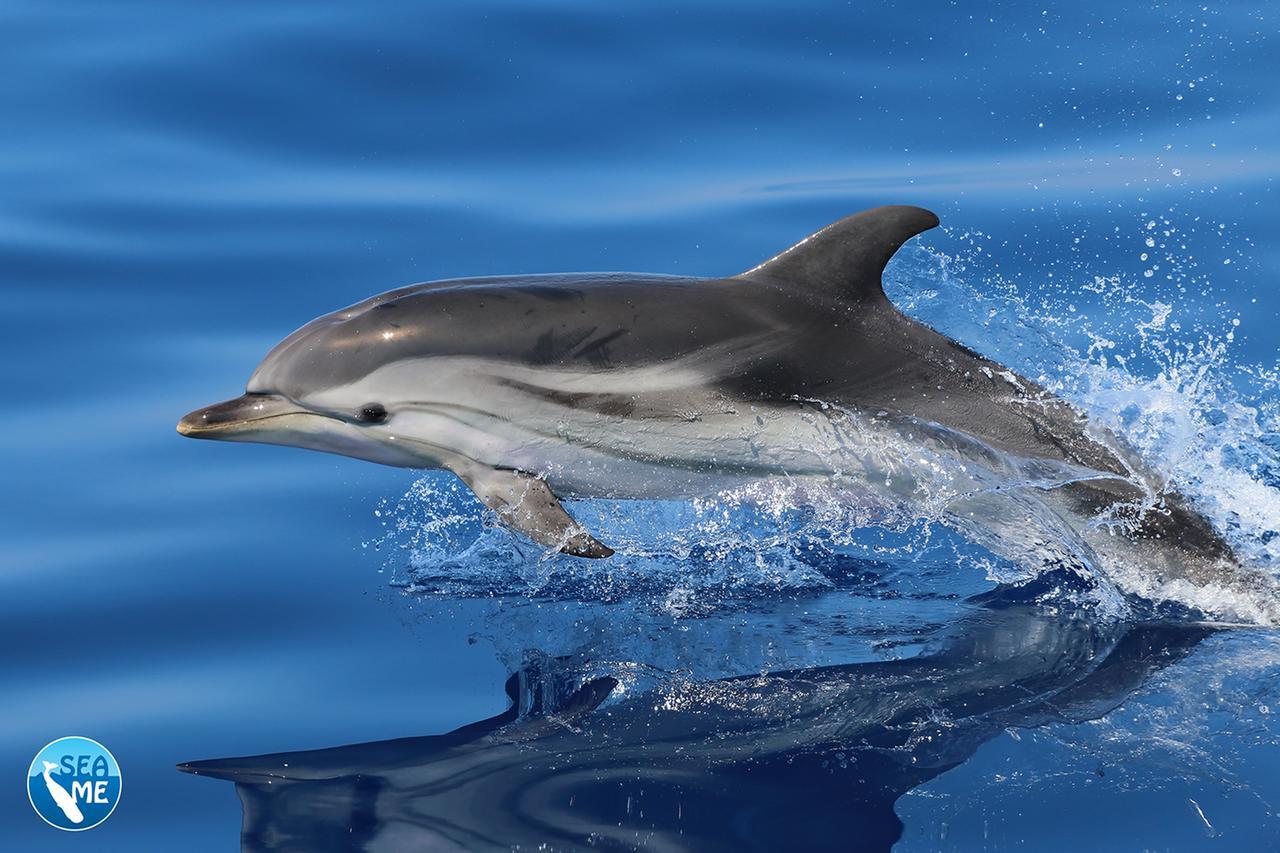 Canyon di Caprera, in Gallura i cetacei hanno la loro oasi