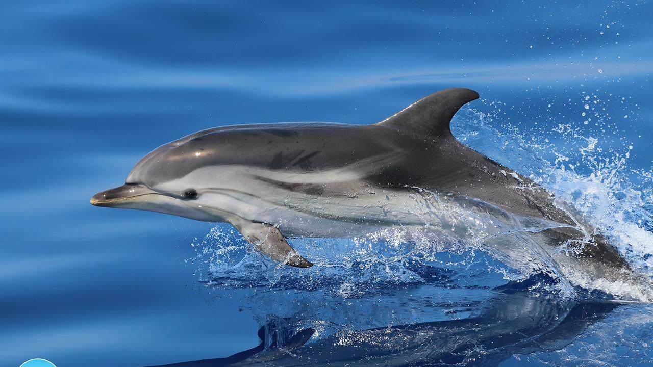 Canyon di Caprera, in Gallura i cetacei hanno la loro oasi