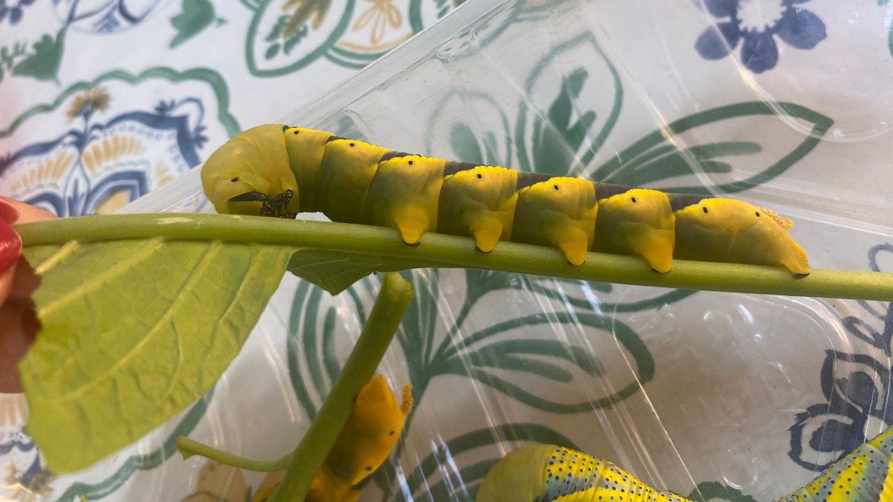 Un bruco trovato in giardino