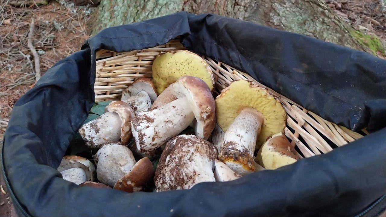 Una cesta di funghi